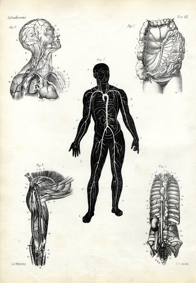 Muscles, 1863-79 by Raimundo Petraroja